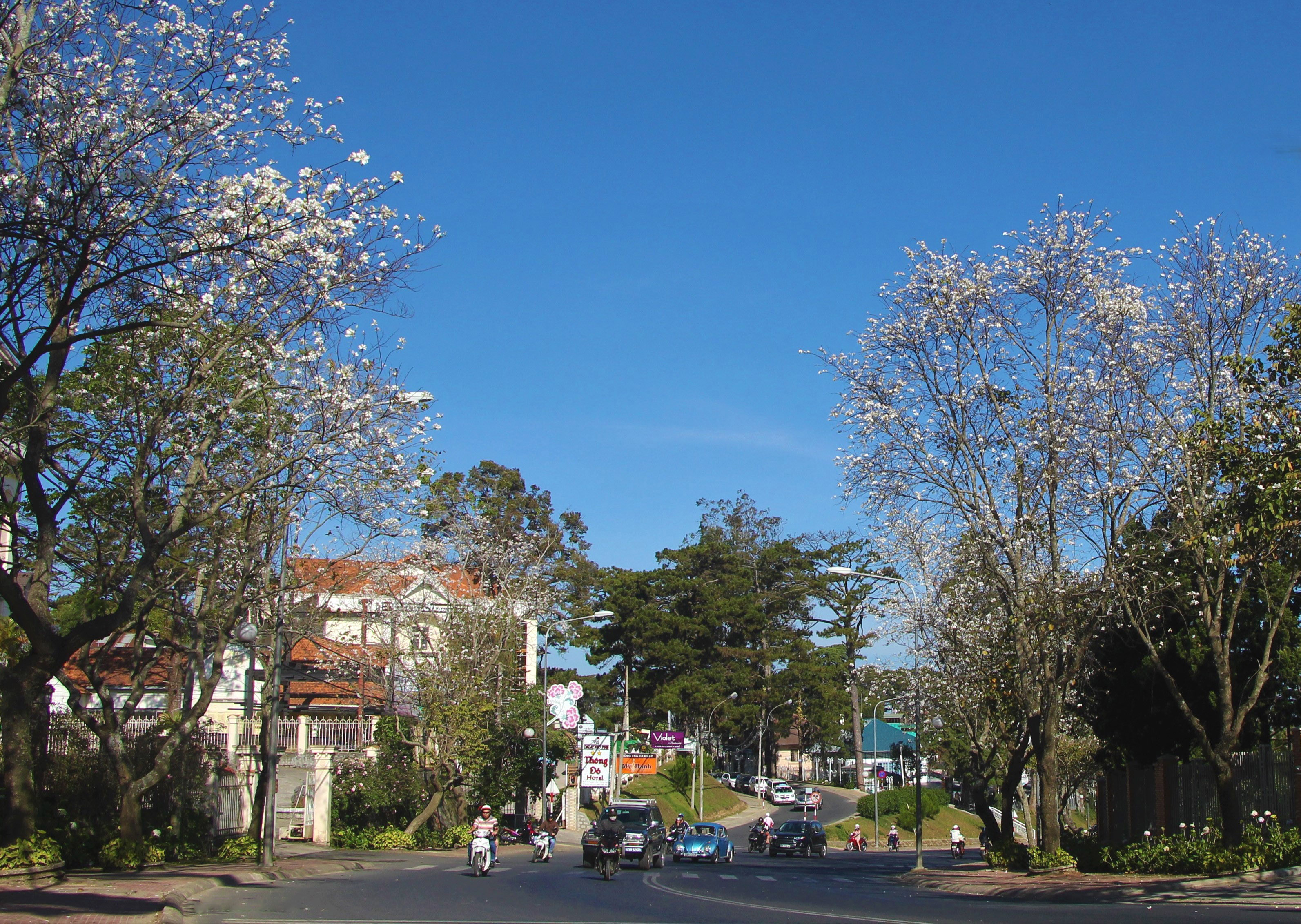 Hoa ban nhuộm trắng phố phường Đà Lạt